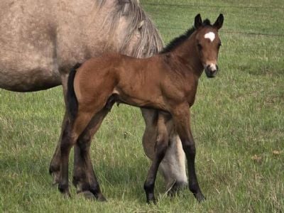 Top Gun Iceman JW <BR>AQHA PENDING